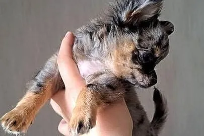 Chihuahua długowłosa suczka blue merle piękna laleczka, Opolskie, Chrząstowice