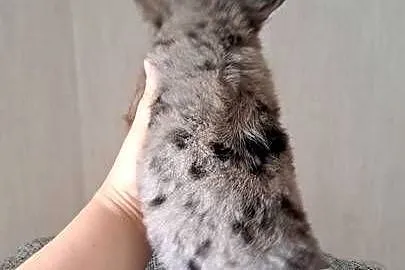 Chihuahua długowłosa suczka blue merle piękna laleczka, Opolskie, Chrząstowice