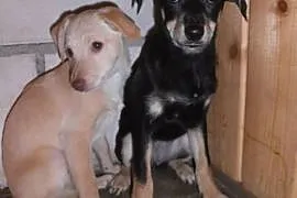 INKA i IGA - porzucone psie dzieciaki szukają domu, Nowy Sącz