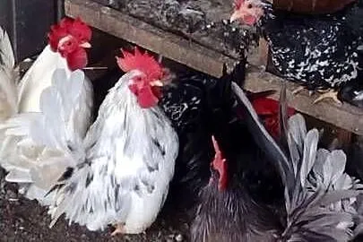 Młode kury chabo OSTATNIA PARA NA SPRZEDAŻ