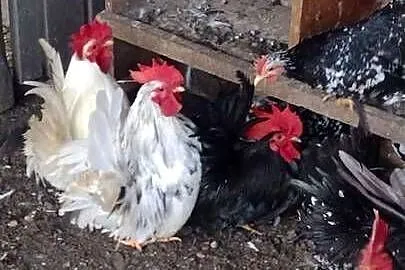Młode kury chabo OSTATNIA PARA NA SPRZEDAŻ, Kujawsko-pomorskie, Plemięta