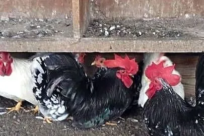 Młode kury chabo OSTATNIA PARA NA SPRZEDAŻ, Kujawsko-pomorskie, Plemięta