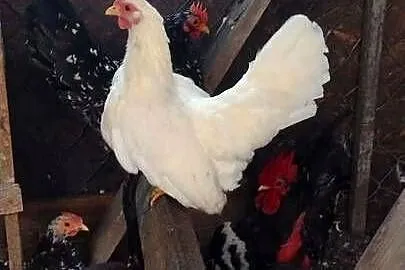 Młode kury chabo OSTATNIA PARA NA SPRZEDAŻ, Kujawsko-pomorskie, Plemięta