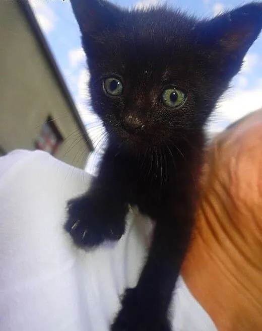 Mały czarny kotek do adopcji, mazowieckie Warszaw