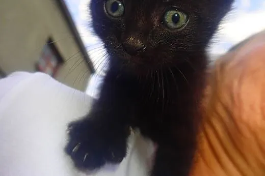 Mały czarny kotek do adopcji,  mazowieckie Warszaw
