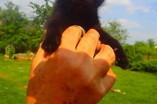 Mały czarny kotek do adopcji,  mazowieckie Warszaw