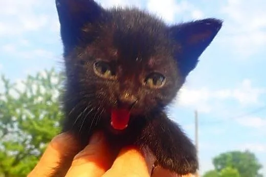 Mały czarny kotek do adopcji,  mazowieckie Warszaw