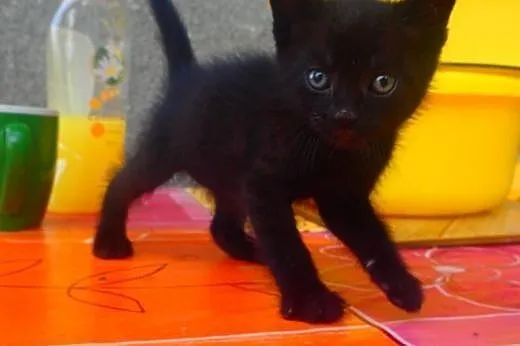 Mały czarny kotek do adopcji,  mazowieckie Warszaw