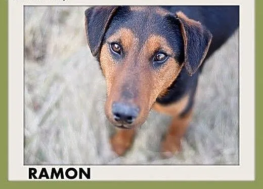 RAMON,jagdterrier mix,młody,łagodny,wesoły piesek.