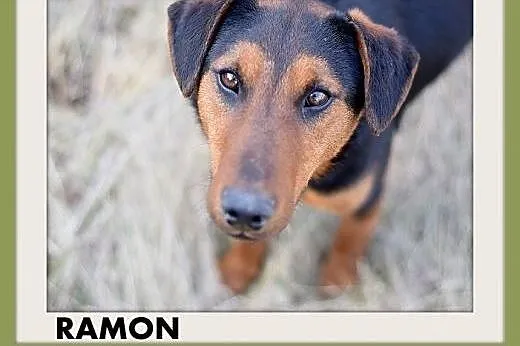 RAMON,jagdterrier mix,młody,łagodny,wesoły piesek.