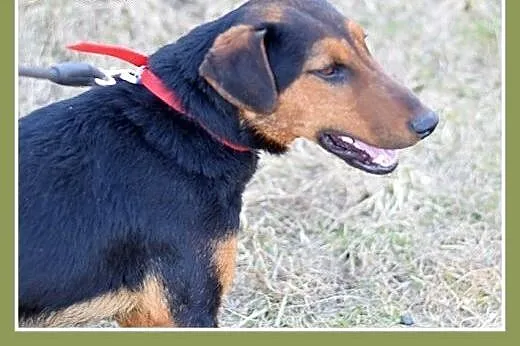 RAMON,jagdterrier mix,młody,łagodny,wesoły piesek.