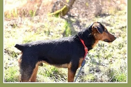 RAMON,jagdterrier mix,młody,łagodny,wesoły piesek.
