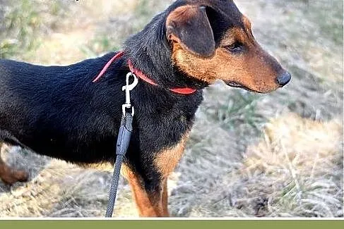 RAMON,jagdterrier mix,młody,łagodny,wesoły piesek.