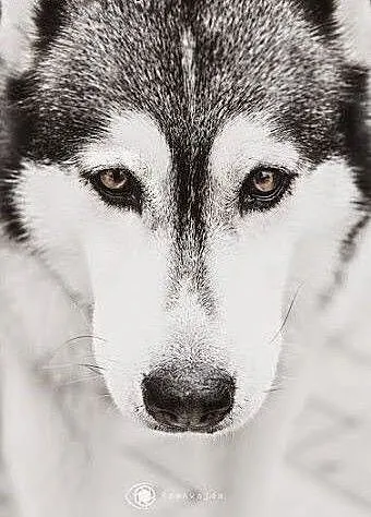 Stasia- suczka alaskan malamute szuka domu, mazow
