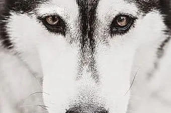 Stasia- suczka alaskan malamute szuka domu,  mazow