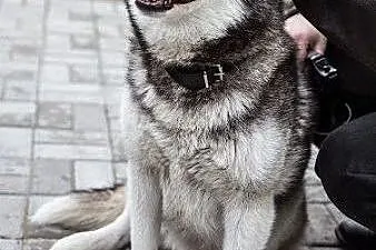 Stasia- suczka alaskan malamute szuka domu,  mazow