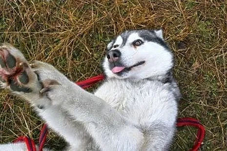 Stasia- suczka alaskan malamute szuka domu,  mazow