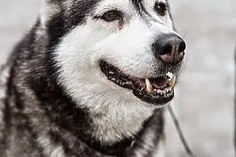 Stasia- suczka alaskan malamute szuka domu,  mazow