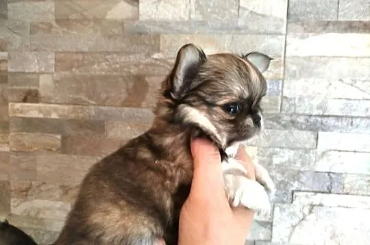 Chihuahua maleńki piesek, Wielkopolskie, Konin