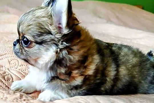 Chihuahua maleńki piesek, Wielkopolskie, Konin