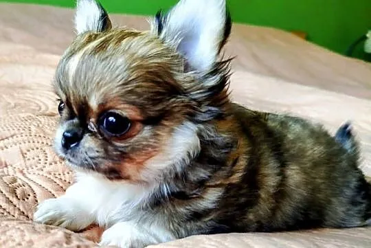 Chihuahua maleńki piesek, Wielkopolskie, Konin