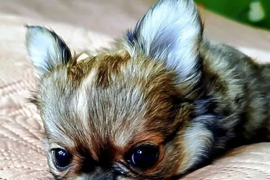 Chihuahua maleńki piesek, Wielkopolskie, Konin