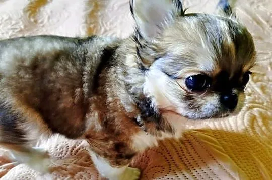 Chihuahua maleńki piesek, Wielkopolskie, Konin