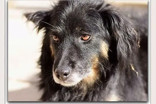 Spokojny,lagodny,grzeczny,cudem odratowany psiak TAPIŚ.Adopcja.
