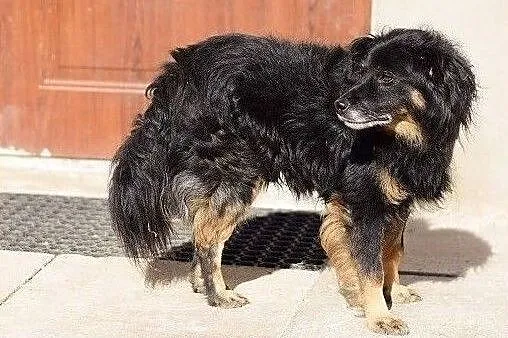 Spokojny,lagodny,grzeczny,cudem odratowany psiak TAPIŚ.Adopcja., Małopolskie, Kraków