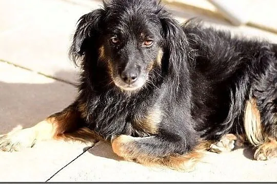 Spokojny,lagodny,grzeczny,cudem odratowany psiak TAPIŚ.Adopcja., Małopolskie, Kraków