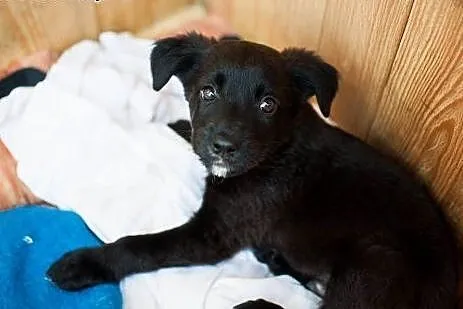 2-miesięczne maluchy szukają kochających domów,  ł