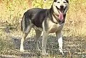 Apollo do adopcji!,  śląskie Bytom