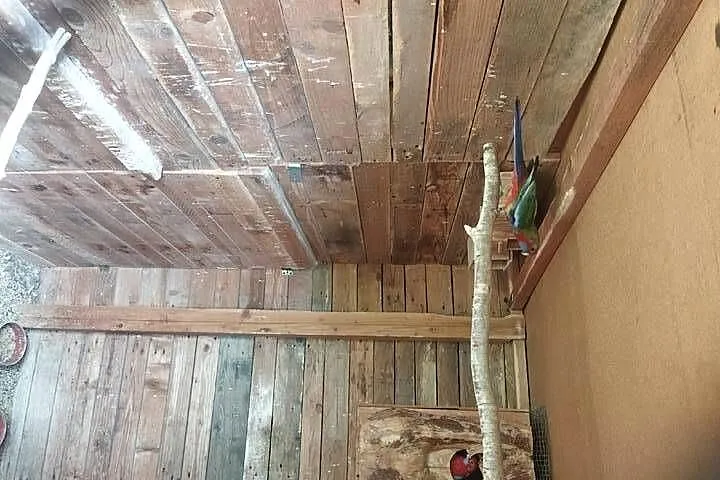 mlode papugi faliste, Dolnośląskie, Syców