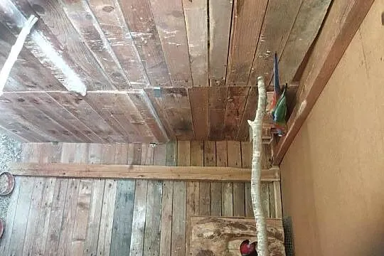 mlode papugi faliste, Dolnośląskie, Syców