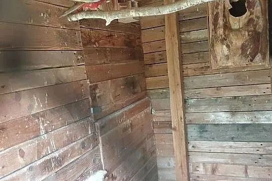 mlode papugi faliste, Dolnośląskie, Syców