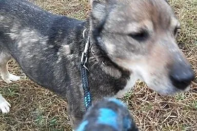 Seniorek pełen chęci do zamieszkania u CIEBIE ,  warmińsko-mazurskie Ełk