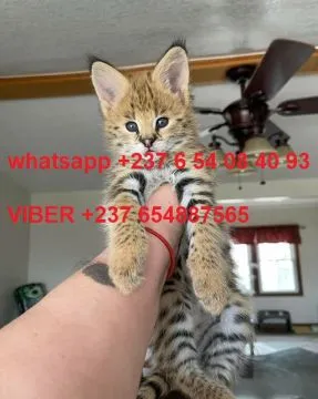urocze kocięta Savannah F1 i F2 są dostępne dostępne, , Warta Bolesławiecka
