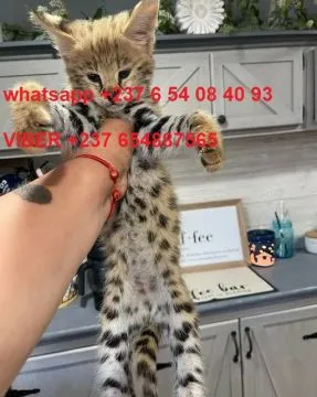 urocze kocięta Savannah F1 i F2 są dostępne dostępne, , Warta Bolesławiecka
