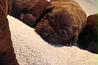 Labrador Retriever Zkwp/FCI - czekoladowe szczeniaki