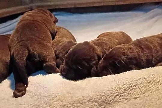 Labrador Retriever Zkwp/FCI - czekoladowe szczeniaki, Małopolskie, Dąbrowa Tarnowska