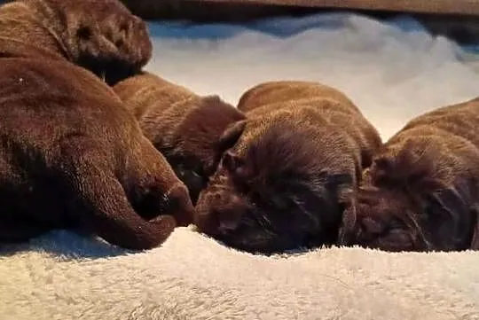 Labrador Retriever Zkwp/FCI - czekoladowe szczeniaki, Małopolskie, Dąbrowa Tarnowska