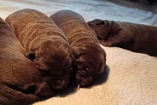Labrador Retriever Zkwp/FCI - czekoladowe szczeniaki, Małopolskie, Dąbrowa Tarnowska