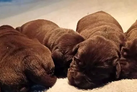 Labrador Retriever Zkwp/FCI - czekoladowe szczeniaki, Małopolskie, Dąbrowa Tarnowska