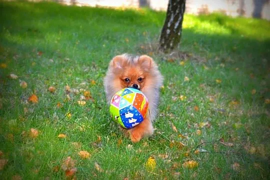 Pomeranian -chłopiec FCI