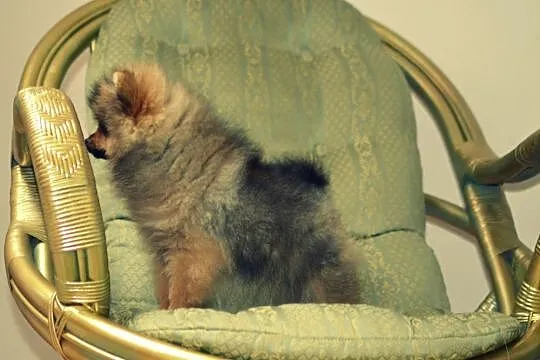 Pomeranian -chłopiec FCI
