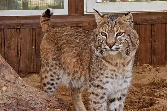 Bobcat Ryś rudy (Lynx Rufus)