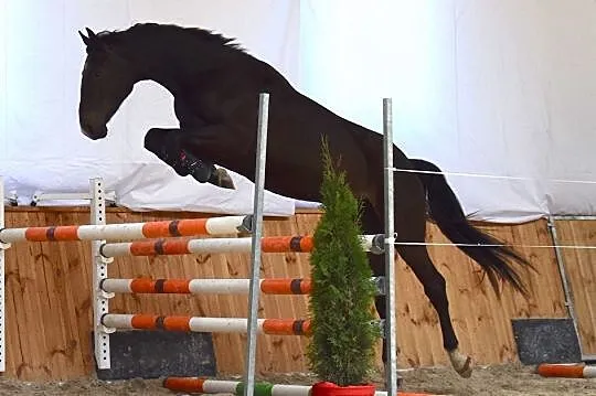 4-letni Wałach skokowy po Stakkato Gold, , Wysin
