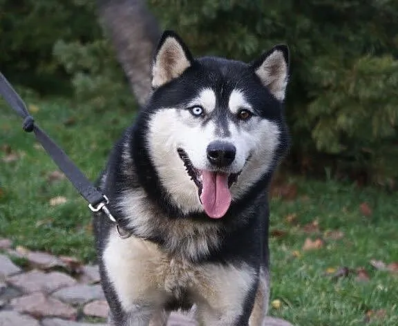 Oczuś piękny, łagodny, młody alaskan mix husky ADO