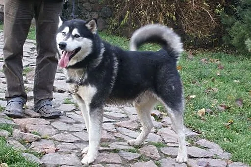Oczuś piękny, łagodny, młody alaskan mix husky ADO