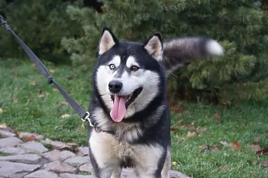 Oczuś piękny, łagodny, młody alaskan mix husky ADO
